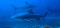 Bull Sharks